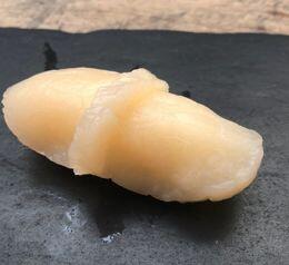 Scallop